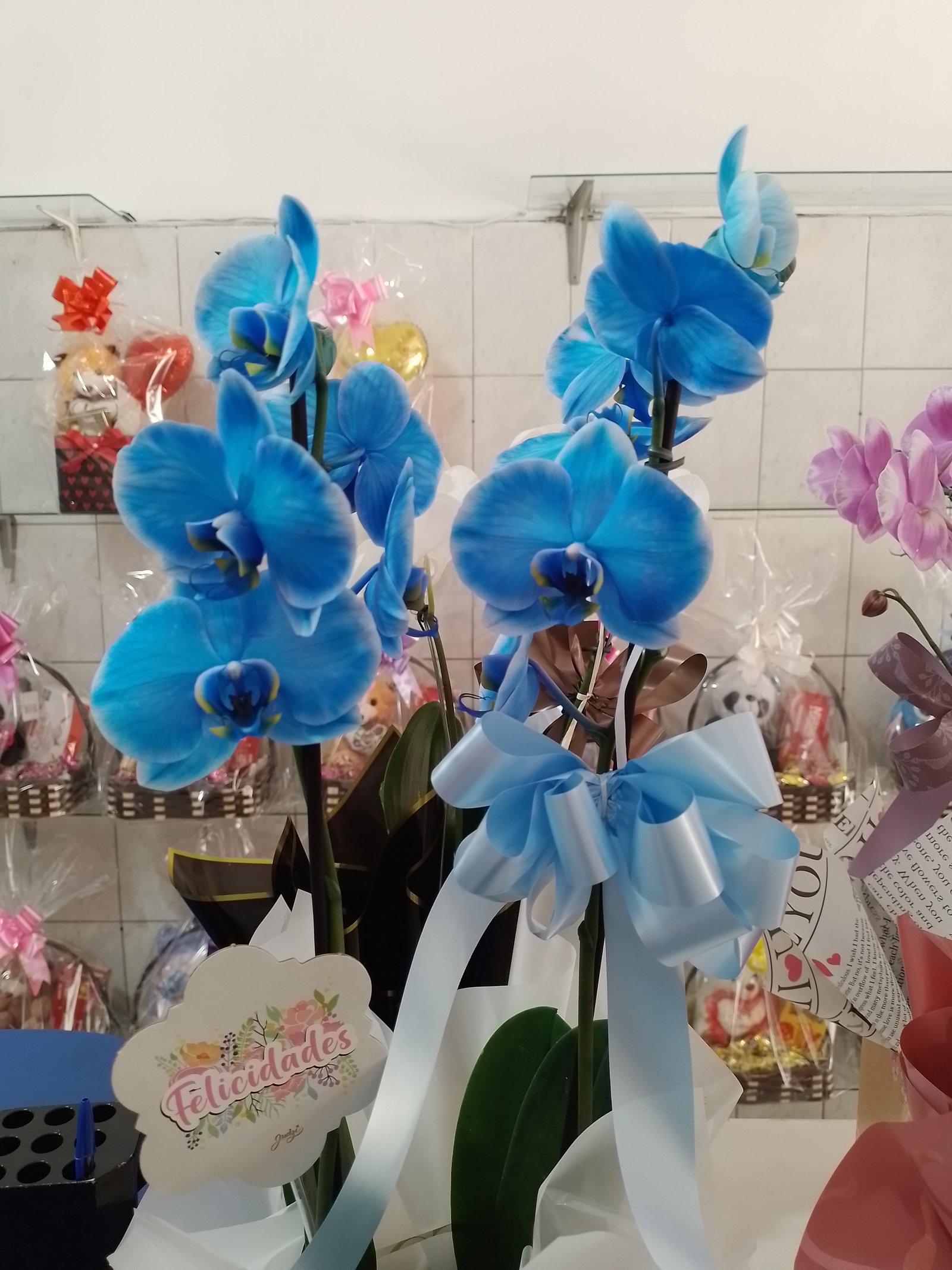 Orquídeas azul