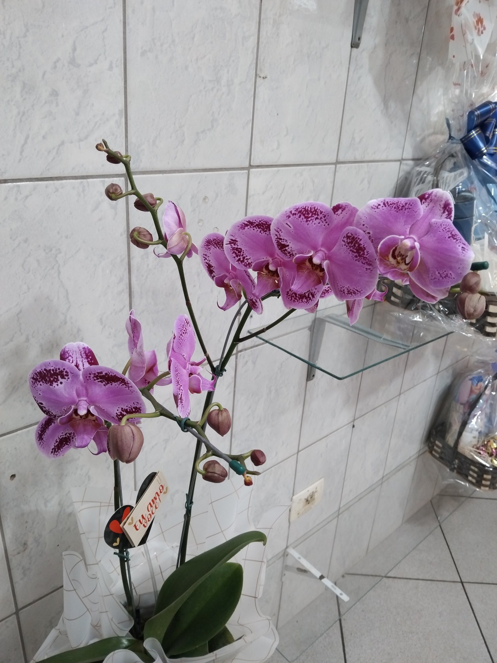 Orquídea 