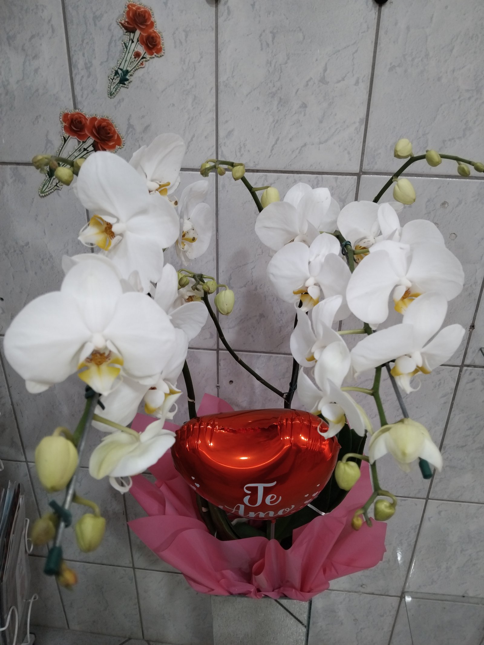 Orquidea