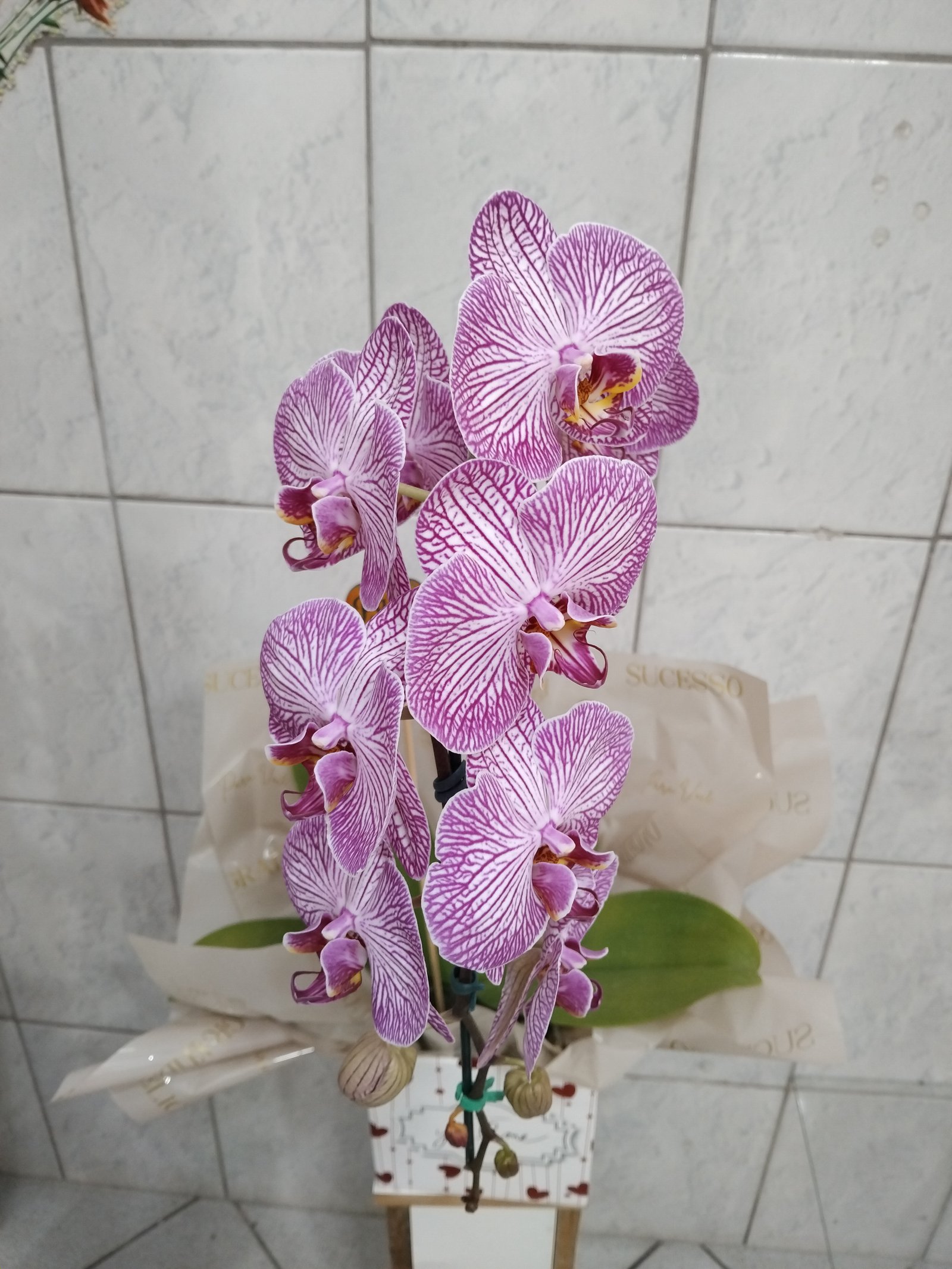 Orquidea cascata   mesclada